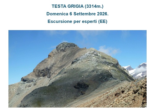 Testa_Grigia